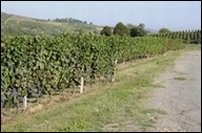 2 vigneti a Costigliole d'Asti.JPG