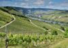 germany, vineyard, river